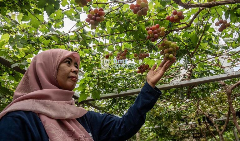 Seorang petani anggota Kelompok Tani Duyu Bangkit memperhatikan buah anggur pada Bimbingan Teknis Penerapan Teknologi Budidaya Anggur di Kelurahan Duyu, Palu, Sulawesi Tengah, Kamis (30/5/2024).