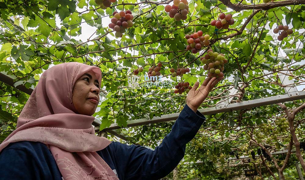 (bmzIMAGES/Basri Marzuki)