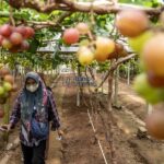 Pengunjung berjalan di kebun anggur milik Kelompok Tani Duyu Bangkit di Kelurahan Duyu, Palu, Sulawesi Tengah, Kamis (30/5/2024). (bmzIMAGES/Basri Marzuki)