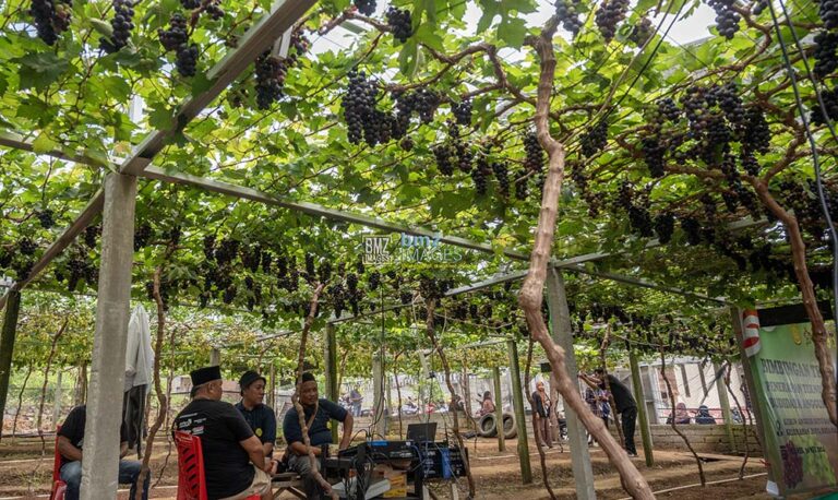 Sejumlah petani yang tergabung dalam Kelompok Tani Duyu Bangkit melakukan praktik pada Bimbingan Teknis Penerapan Teknologi Budidaya Anggur di Kelurahan Duyu, Palu, Sulawesi Tengah, Kamis (30/5/2024).