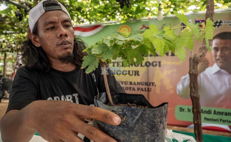 Seorang anggota Kelompok Tani Duyu Bangkit memperhatikan bibit buah anggur pada Bimbingan Teknis Penerapan Teknologi Budidaya Anggur di Kelurahan Duyu, Palu, Sulawesi Tengah, Kamis (30/5/2024).
