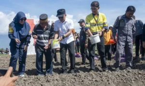 Menanam Harapan di Lingkar Tambang, PT CPM Dorong Kesejahteraan dengan Bawang Merah