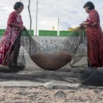 Warga mengumpulkan Lamale usai dijemur di Kampung Lere, Palu, Selasa (13/5/2025). (bmzIMAGES/Basri Marzuki)
