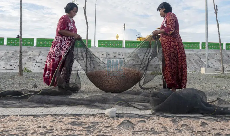 Lamale, Mutiara Kecil di Teluk Palu Warga mengumpulkan Lamale usai dijemur di Kampung Lere, Palu, Selasa (13/5/2025). (bmzIMAGES/Basri Marzuki)