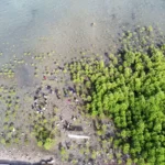Bentangan mangrove pada penananman 1000 mangrove di Pantai Dupa, Teluk Palu, Layana Indah,, Sabtu (10/5/2025). (bmzIMAGES/Basri Marzuki)