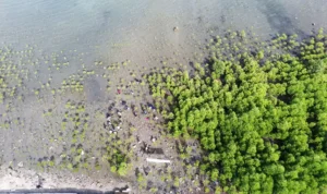 Mangrove Teluk Palu: Harapan Baru dari Akar yang Tertanam
